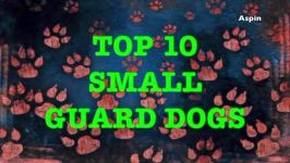 کلیپ حیوانات Top 10 Small Guard Dogs  Aspin