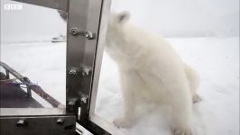 تلاش خرس قطبی برای شکار انسان