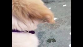 توله سگهای جالب ترین Cutest طلایی R  فیلم های توله سگ خنده دار 2019