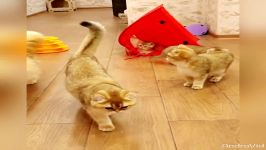 فروش بچه گربه اسکاتیش گولد چین چیلا ۰۹۲۱۶۰۳۷۹۲۶ قیمت ۸۵ میلیون تومان تا ۱۲ م