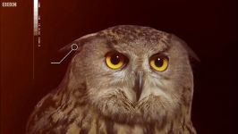 دنیای حیوانات  حس شنوایی عجیب جغد ها  Owls Hearing Work