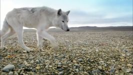 دنیای حیوانات  نزدیک شدن خطرناک به گرگ ها  Dangerously Close To Wolves