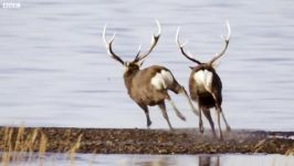 دنیای حیوانات  مبارزه گوزن ها برای رهبری گله  Deer Battle For Dominance