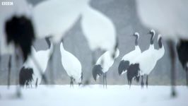 دنیای حیوانات  مرغ های ماهی خوار تاج سرخ ژاپن  Red Crowned Cranes Of Japan