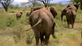 دنیای حیوانات  آرامش فیل ها در حیات وحش آفریقا  Wild African Elephants