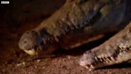 دنیای حیوانات  آزاد کردن کروکودیل غول پیکر  Speared Crocodile Rescue