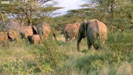 دنیای حیوانات  حمله شکارچیان فیل در کنیا  Poachers Attack Elephant in Kenya
