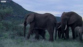 دنیای حیوانات  کمک کردن بچه فیل به مادر در حال مرگ  Baby Elephant Help Mother
