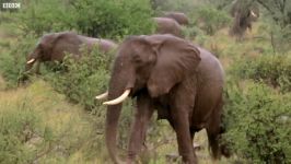 دنیای حیوانات  زندگی فیل مادر در طبیعت  Mother Elephants Life Held In Balance