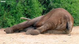 دنیای حیوانات  صحنه دردناک یک فیل  Agonising Wait For Elephant To Wake Up