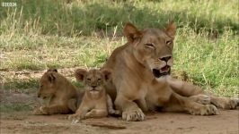 دنیای حیوانات  توله شیر خوشگل 6 هفته سن  Cute Lion Cubs Only 6 Weeks Old