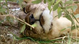 دنیای حیوانات  مبارزه توله شیرها برای غذا  Lion Cubs Fight To Feed