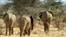 دنیای حیوانات  اتحاد دو خانواده فیل ها  Two Elephant Families Unite