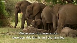 دنیای حیوانات  رفتار مهربان رهبر گله بچه فیل های یتیم  Elephant Orphans