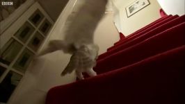 دنیای حیوانات  آموزش پرواز جوجه جغد کوچک  Cute Barn Owl Learns How To Fly