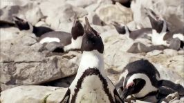 دنیای حیوانات  محافظت پنگوئن تخم خود در برابر آفتاب  Penguin Protects Egg