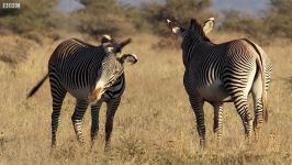 دنیای حیوانات  مبارزه خونین گورخر نر برای جفتگیری  Epic Zebra Fight For Mate