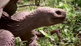 دنیای حیوانات  کشف گالاپاگوس توسط داروین  Charles Darwins Galapagos Discovery