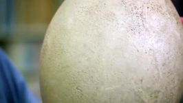 دنیای حیوانات  تخم غول گیکر سالم فیل پرنده  Giant Elephant Bird Egg