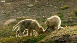 دنیای حیوانات  پرستاری توله گرگ های کوچک زیبا  Babysitting Cute Wolf Pups