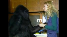 دنیای حیوانات  آیا می دانید یک گوریل سخنگو وجود دارد ؟  Talking gorilla