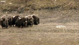 دنیای حیوانات  مبارزه گرگ ها گله گاومیش های وحشی  Wolves vs Herd of Muskox