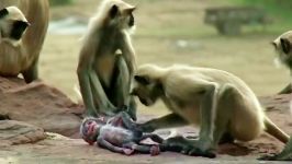 دنیای حیوانات  عزاداری میمون ها برای مرگ بچه میمون  Spy Monkey Dead Baby