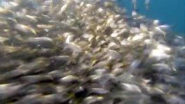 دنیای حیوانات  حمله شکارچیان به ماهی طعمه  Predators Attack Fish Bait Ball