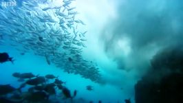 دنیای حیوانات  کوه دریایی هزاران کوسه  Thousands Of Sharks Visit A Sea Mount