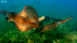 دنیای حیوانات  تغییر رنگ ماهی مرکب هنگام جفتگیری  Mating Ritual