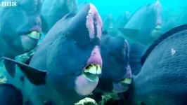 دنیای حیوانات  حقه بازی طوطی ماهی برای غذا خوردن  Feeding Humphead Parrotfish