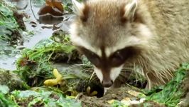 دنیای حیوانات  مبارزه راکون خرچنگ صخره ای  Raccoon Vs Rock Crab