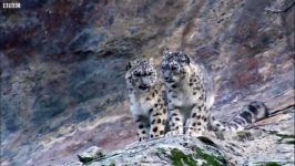 دنیای حیوانات  شکار کردن پلنگ برفی  Snow Leopard Hunting