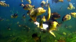 دنیای حیوانات  غذا خوردن دیوانه وار ماهی پیرانا  Piranha Feeding Frenzy