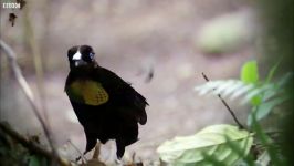 دنیای حیوانات  نمایش عاشقانه پرندگان بهشتی  Bird Paradise Courtship Spectacle