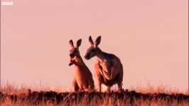 دنیای حیوانات  تکنیک عجیب کانگوروها برای خنک کردن خود  Amazing Kangaroo