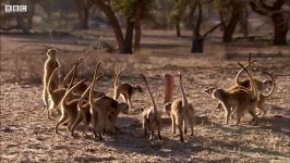 دنیای حیوانات  روبه رو شدن خانواده میرکت ها مار کبری  Meerkat Family