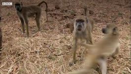 دنیای حیوانات  رفتار عجیب بابون ها  Baboons React