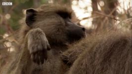 دنیای حیوانات  مبارزه وحشیانه بابون ها برای جفتگیری  Baboons Fight for Mating