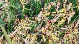 دنیای حیوانات  گله ملخ ها در مسیر خود همه چیز را می خورند  Swarm Of Locusts