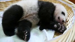 دنیای حیوانات  آموزش بچه پاندا  Teaching A Baby Panda To Poo