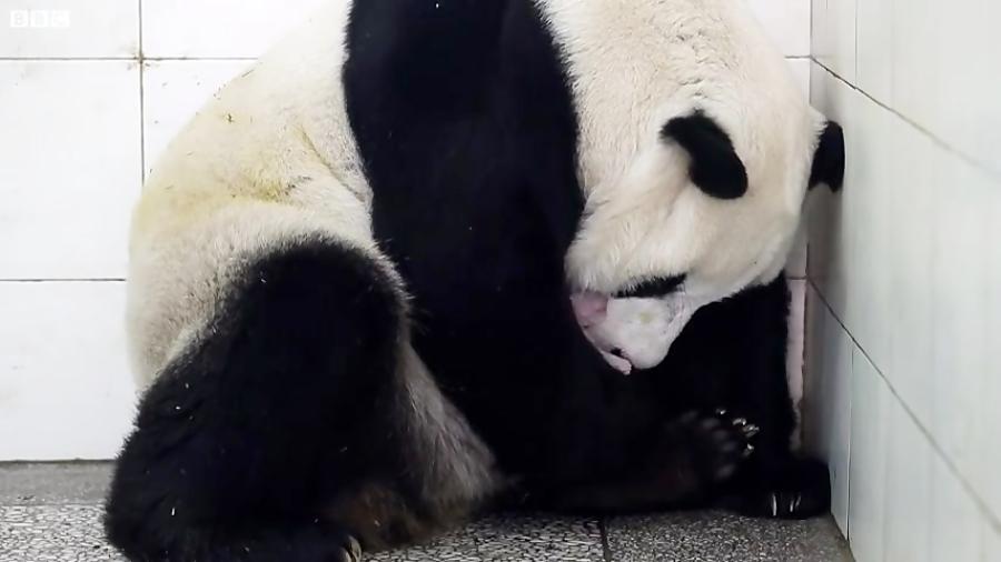 دنیای حیوانات  تولد بچه پاندا  Birth Of Baby Panda