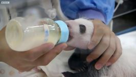 دنیای حیوانات  شیر دادن به بچه پاندا بسیار کوچک  Cute Baby Panda Hand Fed