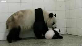 دنیای حیوانات  نوزاد های دوقلو پاندا  Baby Twin Pandas