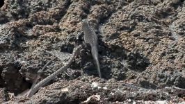 دنیای حیوانات  مبارزه سوسمار ایگوانا مارها  Iguana vs Snakes