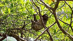 دنیای حیوانات  میمون تنبل به دنبال جفت یابی  Swimming Sloth Searches For Mate
