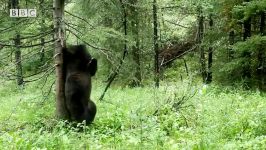 دنیای حیوانات  رقص خنده دار خرس در جنگل  Bears Dancing To Jungle Boogie