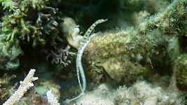 دنیای حیوانات  Breeding Habits Of The Banded Pipefish