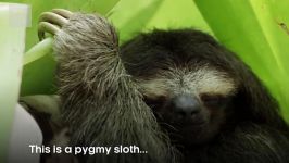 دنیای حیوانات  زندگی میمون تنبل قدکوتاه  Life as a Pygmy Sloth