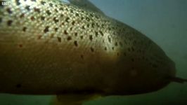 دنیای حیوانات  خوردن موش توسط ماهی قزل آلا  Huge Trout Eats Mice